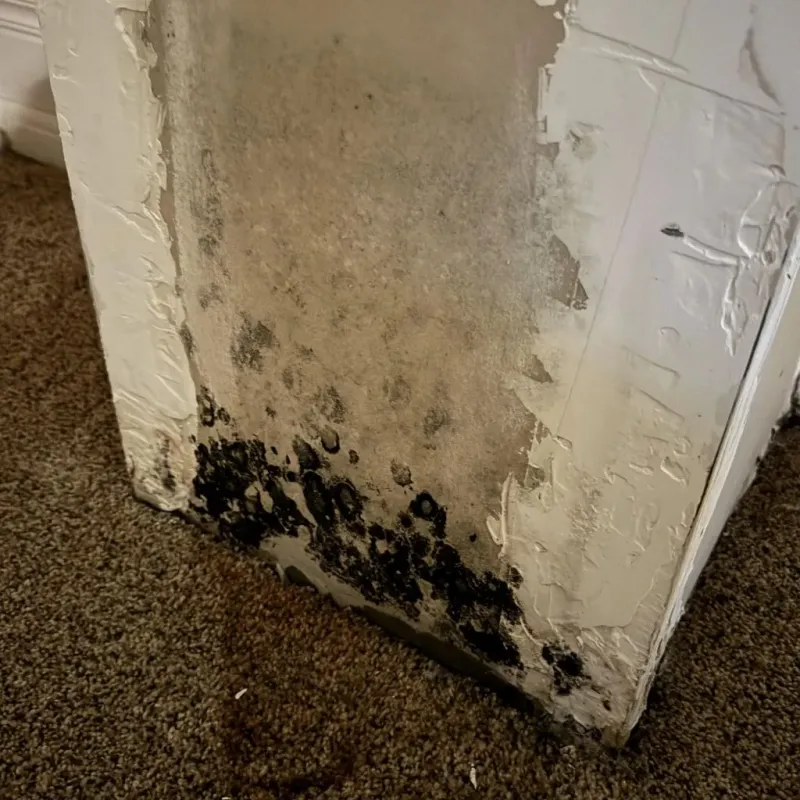 Professional Mold Removal in Niles, IL